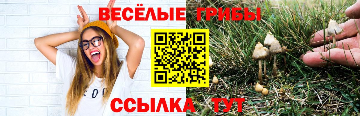 Галлюциногенные грибы Cubensis  Вход с VPN  Галлюциногенные грибы прущие грибы  наркотики  Кудымкар 