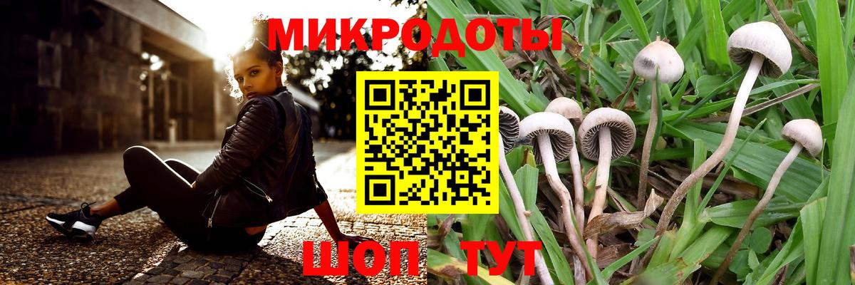 Галлюциногенные грибы Psilocybe Кудымкар